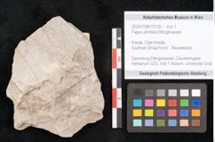 Foto (Objekt + Etikett) von Fagus ulmifolia Ettingshausen (NHMW-GEO-2024-0188-10139)